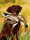 Охотница (канва с фоном)